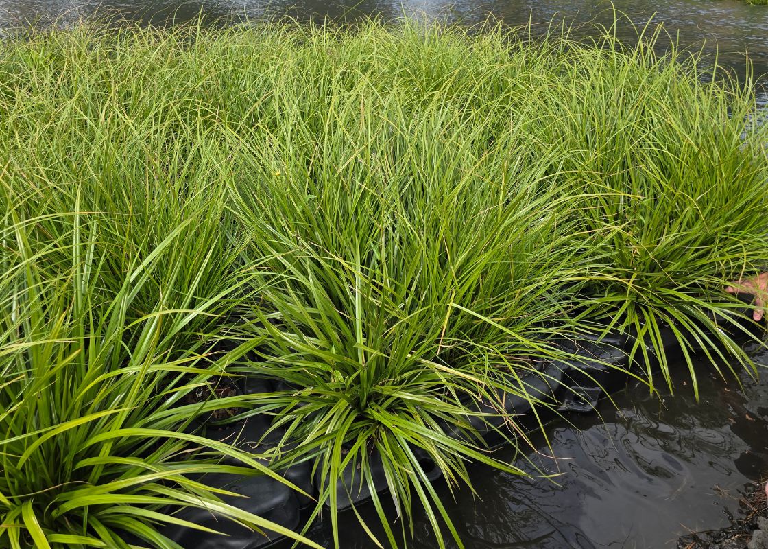 Floating Treatment Wetlands - 4