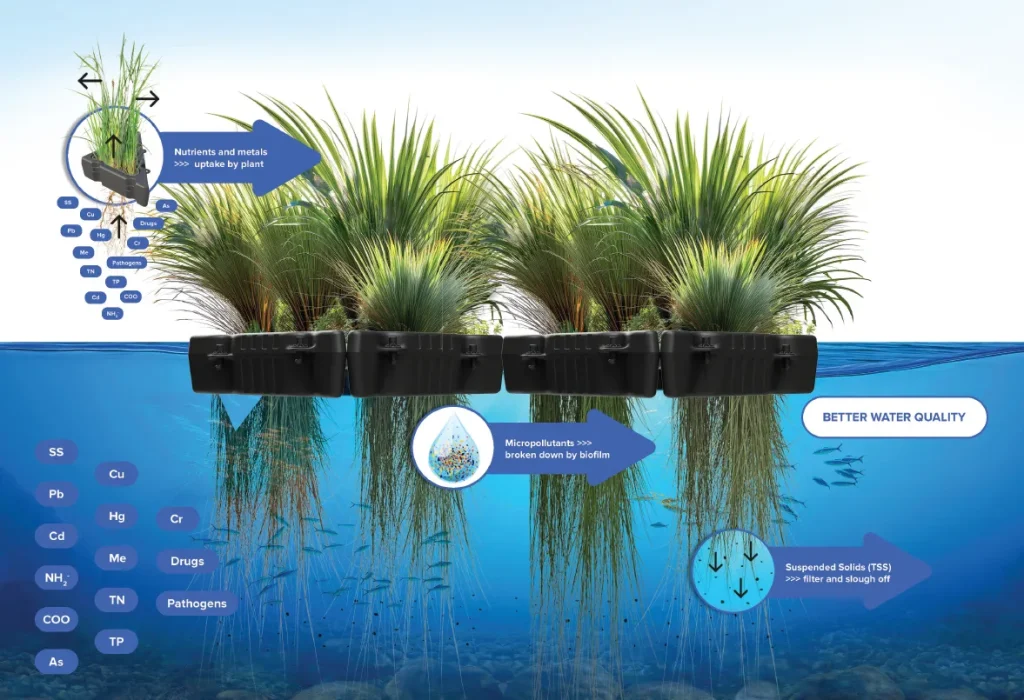 How Floating Treatment Wetlands Work